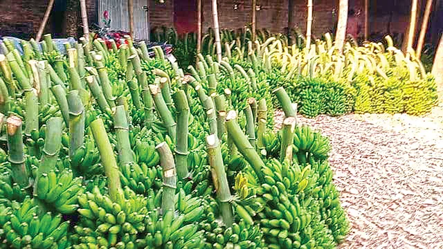 জয়পুরহাটের কলা যাচ্ছে দেশের বিভিন্ন জেলায়
